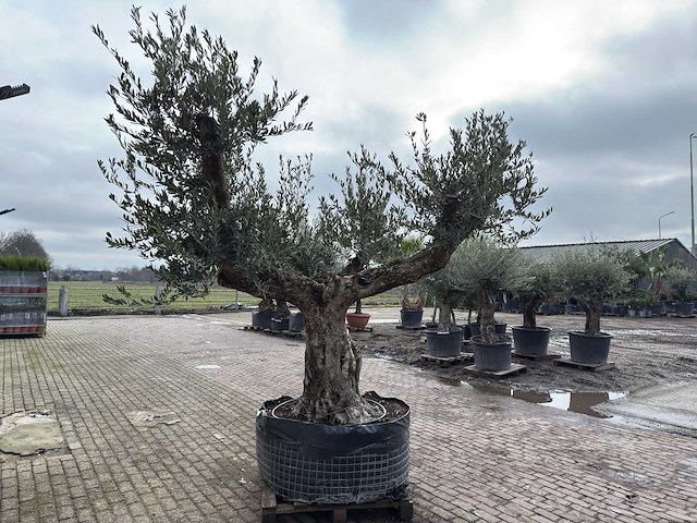 Olijfboom bonsai vertakt xl - olea europaea - ca. 100 jaar oud - hoogte ca. 280 cm - afbeelding 4 van  7