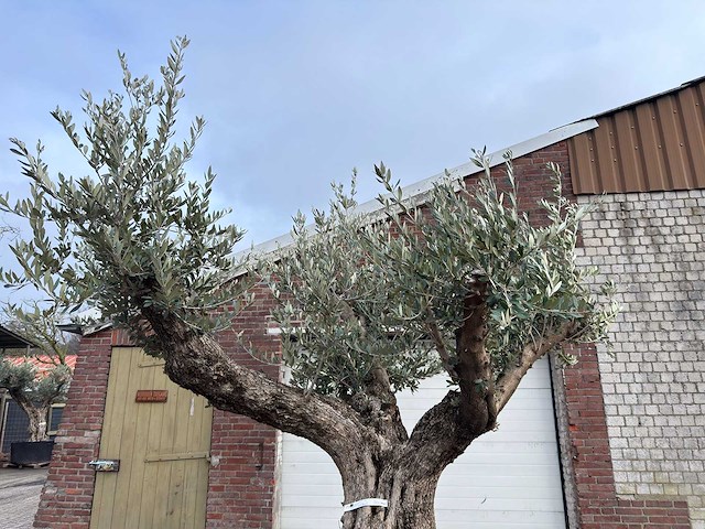 Olijfboom bonsai vertakt xl - olea europaea - ca. 100 jaar oud - hoogte ca. 280 cm - afbeelding 7 van  7