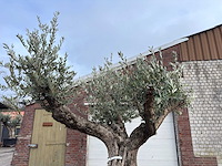 Olijfboom bonsai vertakt xl - olea europaea - ca. 100 jaar oud - hoogte ca. 280 cm - afbeelding 7 van  7
