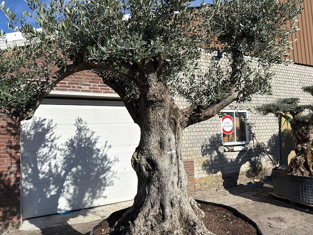 Olijfboom bonsai vertakt xl - olea europaea - ca. 100 jaar oud - hoogte ca. 280 cm - afbeelding 10 van  14