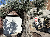 Olijfboom bonsai vertakt xl - olea europaea - ca. 100 jaar oud - hoogte ca. 280 cm - afbeelding 10 van  14