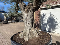 Olijfboom bonsai vertakt xl - olea europaea - ca. 100 jaar oud - hoogte ca. 280 cm - afbeelding 11 van  14