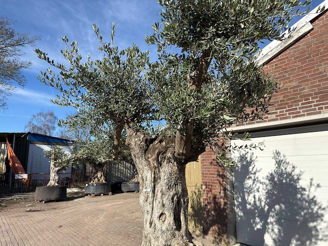 Olijfboom bonsai vertakt xl - olea europaea - ca. 100 jaar oud - hoogte ca. 280 cm - afbeelding 12 van  14