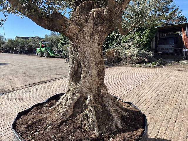 Olijfboom bonsai vertakt xl - olea europaea - ca. 100 jaar oud - hoogte ca. 280 cm - afbeelding 13 van  14