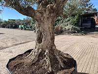 Olijfboom bonsai vertakt xl - olea europaea - ca. 100 jaar oud - hoogte ca. 280 cm - afbeelding 13 van  14