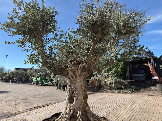 Olijfboom bonsai vertakt xl - olea europaea - ca. 100 jaar oud - hoogte ca. 280 cm - afbeelding 14 van  14