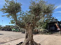 Olijfboom bonsai vertakt xl - olea europaea - ca. 100 jaar oud - hoogte ca. 280 cm - afbeelding 14 van  14