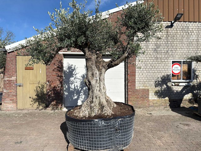 Olijfboom bonsai vertakt xl - olea europaea - ca. 100 jaar oud - hoogte ca. 280 cm - afbeelding 1 van  14