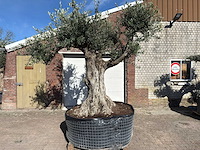 Olijfboom bonsai vertakt xl - olea europaea - ca. 100 jaar oud - hoogte ca. 280 cm
