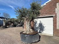 Olijfboom bonsai vertakt xl - olea europaea - ca. 100 jaar oud - hoogte ca. 280 cm - afbeelding 2 van  14