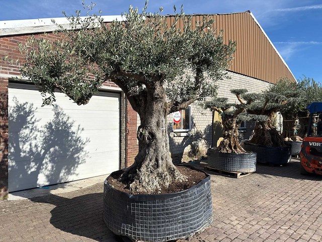 Olijfboom bonsai vertakt xl - olea europaea - ca. 100 jaar oud - hoogte ca. 280 cm - afbeelding 3 van  14