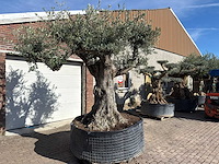 Olijfboom bonsai vertakt xl - olea europaea - ca. 100 jaar oud - hoogte ca. 280 cm - afbeelding 3 van  14