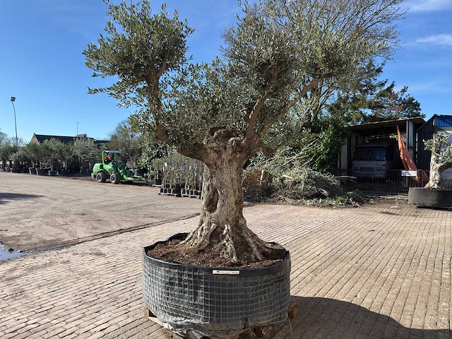 Olijfboom bonsai vertakt xl - olea europaea - ca. 100 jaar oud - hoogte ca. 280 cm - afbeelding 4 van  14
