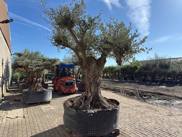 Olijfboom bonsai vertakt xl - olea europaea - ca. 100 jaar oud - hoogte ca. 280 cm - afbeelding 5 van  14