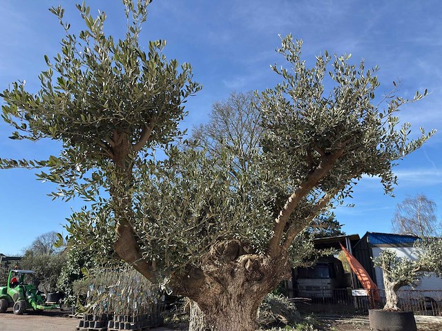 Olijfboom bonsai vertakt xl - olea europaea - ca. 100 jaar oud - hoogte ca. 280 cm - afbeelding 6 van  14