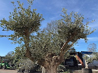 Olijfboom bonsai vertakt xl - olea europaea - ca. 100 jaar oud - hoogte ca. 280 cm - afbeelding 6 van  14