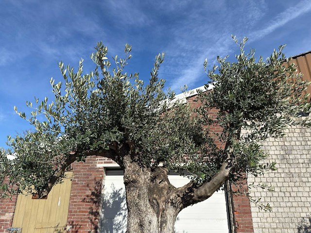 Olijfboom bonsai vertakt xl - olea europaea - ca. 100 jaar oud - hoogte ca. 280 cm - afbeelding 7 van  14