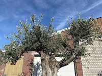 Olijfboom bonsai vertakt xl - olea europaea - ca. 100 jaar oud - hoogte ca. 280 cm - afbeelding 7 van  14