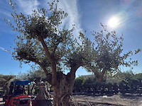 Olijfboom bonsai vertakt xl - olea europaea - ca. 100 jaar oud - hoogte ca. 280 cm - afbeelding 8 van  14