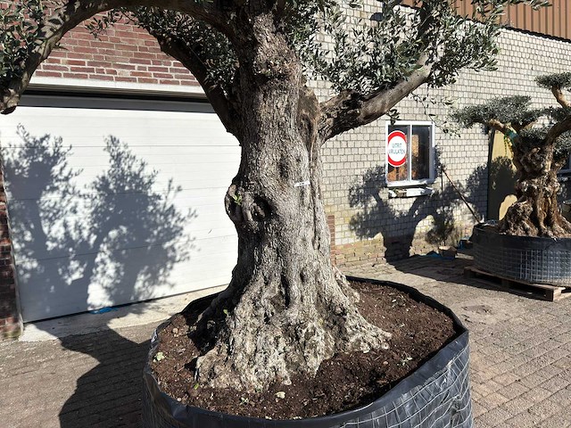 Olijfboom bonsai vertakt xl - olea europaea - ca. 100 jaar oud - hoogte ca. 280 cm - afbeelding 9 van  14
