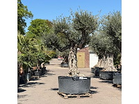 Olijfboom bonsai vertakt xl - olea europaea - ca. 100 jaar oud - hoogte ca. 280 cm - afbeelding 2 van  7