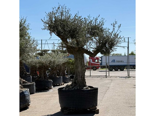 Olijfboom bonsai vertakt xl - olea europaea - ca. 100 jaar oud - hoogte ca. 280 cm - afbeelding 3 van  7