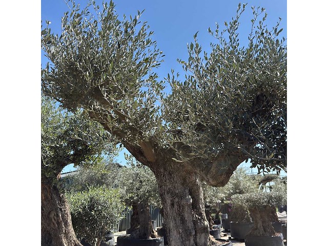 Olijfboom bonsai vertakt xl - olea europaea - ca. 100 jaar oud - hoogte ca. 280 cm - afbeelding 4 van  7