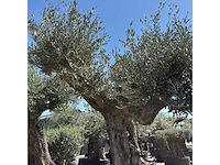 Olijfboom bonsai vertakt xl - olea europaea - ca. 100 jaar oud - hoogte ca. 280 cm - afbeelding 4 van  7