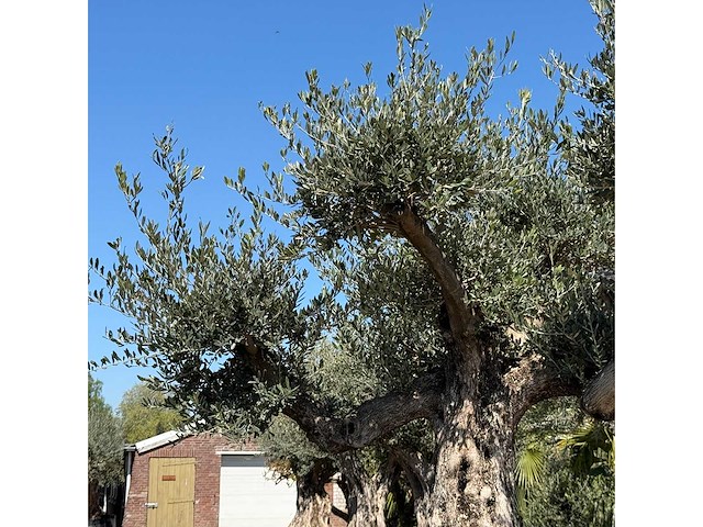 Olijfboom bonsai vertakt xl - olea europaea - ca. 100 jaar oud - hoogte ca. 280 cm - afbeelding 5 van  7