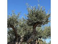 Olijfboom bonsai vertakt xl - olea europaea - ca. 100 jaar oud - hoogte ca. 280 cm - afbeelding 6 van  7
