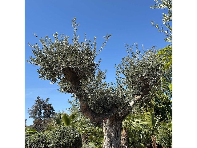 Olijfboom bonsai vertakt xl - olea europaea - ca. 100 jaar oud - hoogte ca. 280 cm - afbeelding 7 van  7