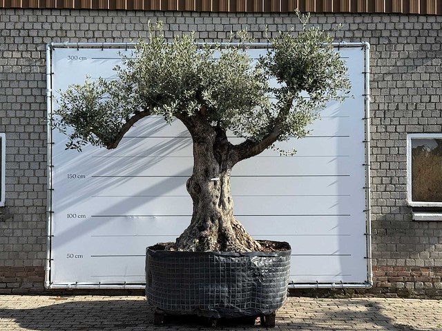 Olijfboom bonsai vertakt xl - olea europaea - ca. 120 jaar oud - hoogte ca. 280 cm - afbeelding 1 van  8