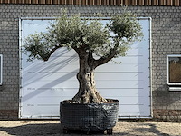 Olijfboom bonsai vertakt xl - olea europaea - ca. 120 jaar oud - hoogte ca. 280 cm