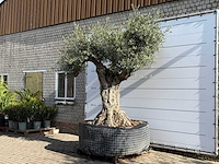 Olijfboom bonsai vertakt xl - olea europaea - ca. 120 jaar oud - hoogte ca. 280 cm - afbeelding 2 van  8