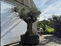 Olijfboom bonsai vertakt xl - olea europaea - ca. 120 jaar oud - hoogte ca. 280 cm - afbeelding 3 van  8