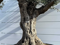Olijfboom bonsai vertakt xl - olea europaea - ca. 120 jaar oud - hoogte ca. 280 cm - afbeelding 4 van  8