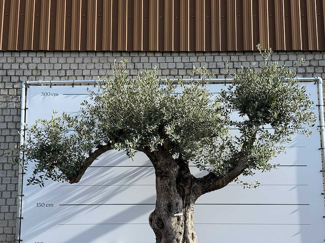 Olijfboom bonsai vertakt xl - olea europaea - ca. 120 jaar oud - hoogte ca. 280 cm - afbeelding 5 van  8