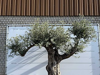 Olijfboom bonsai vertakt xl - olea europaea - ca. 120 jaar oud - hoogte ca. 280 cm - afbeelding 5 van  8