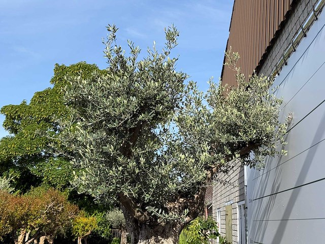 Olijfboom bonsai vertakt xl - olea europaea - ca. 120 jaar oud - hoogte ca. 280 cm - afbeelding 6 van  8