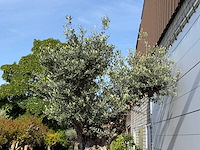 Olijfboom bonsai vertakt xl - olea europaea - ca. 120 jaar oud - hoogte ca. 280 cm - afbeelding 6 van  8