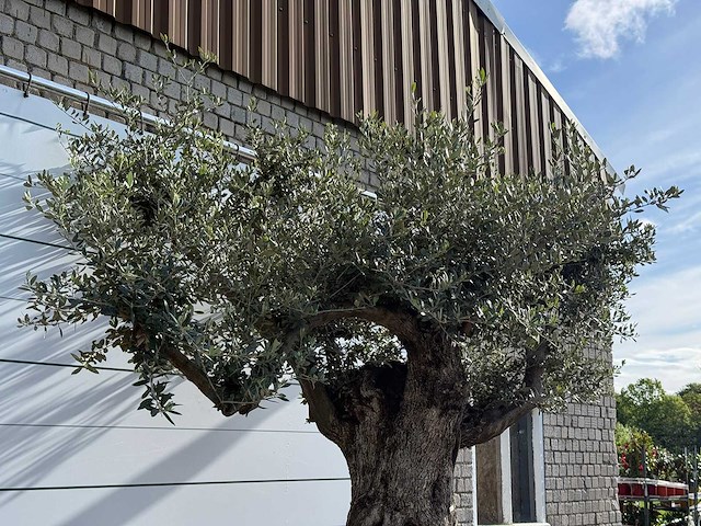 Olijfboom bonsai vertakt xl - olea europaea - ca. 120 jaar oud - hoogte ca. 280 cm - afbeelding 7 van  8
