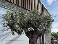 Olijfboom bonsai vertakt xl - olea europaea - ca. 120 jaar oud - hoogte ca. 280 cm - afbeelding 7 van  8