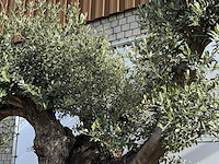 Olijfboom bonsai vertakt xl - olea europaea - ca. 120 jaar oud - hoogte ca. 280 cm - afbeelding 8 van  8