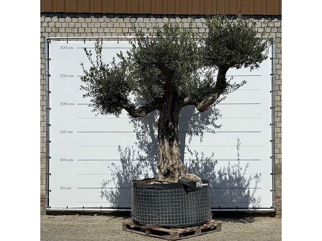 Olijfboom bonsai vertakt xl - olea europaea - ca. 120 jaar oud - hoogte ca. 280 cm - afbeelding 1 van  5