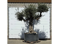 Olijfboom bonsai vertakt xl - olea europaea - ca. 120 jaar oud - hoogte ca. 280 cm