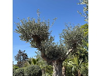 Olijfboom bonsai vertakt xl - olea europaea - ca. 120 jaar oud - hoogte ca. 280 cm - afbeelding 5 van  5