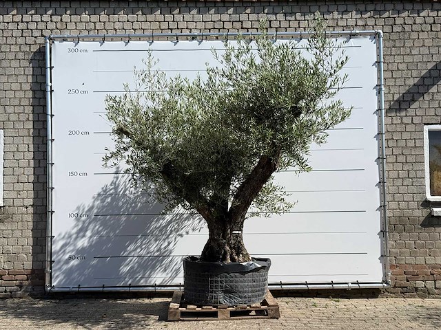 Olijfboom bonsai vertakt xl - olea europaea - ca. 120 jaar oud - hoogte ca. 280 cm - afbeelding 1 van  6