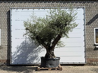 Olijfboom bonsai vertakt xl - olea europaea - ca. 120 jaar oud - hoogte ca. 280 cm - afbeelding 1 van  6