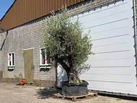 Olijfboom bonsai vertakt xl - olea europaea - ca. 120 jaar oud - hoogte ca. 280 cm - afbeelding 2 van  6