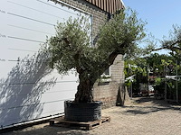 Olijfboom bonsai vertakt xl - olea europaea - ca. 120 jaar oud - hoogte ca. 280 cm - afbeelding 3 van  6